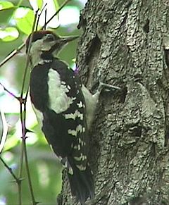 Сирийски пъстър кълвач  (Dendrocopos  syriacus)